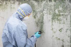 Best Real Estate Mold Inspection in USA